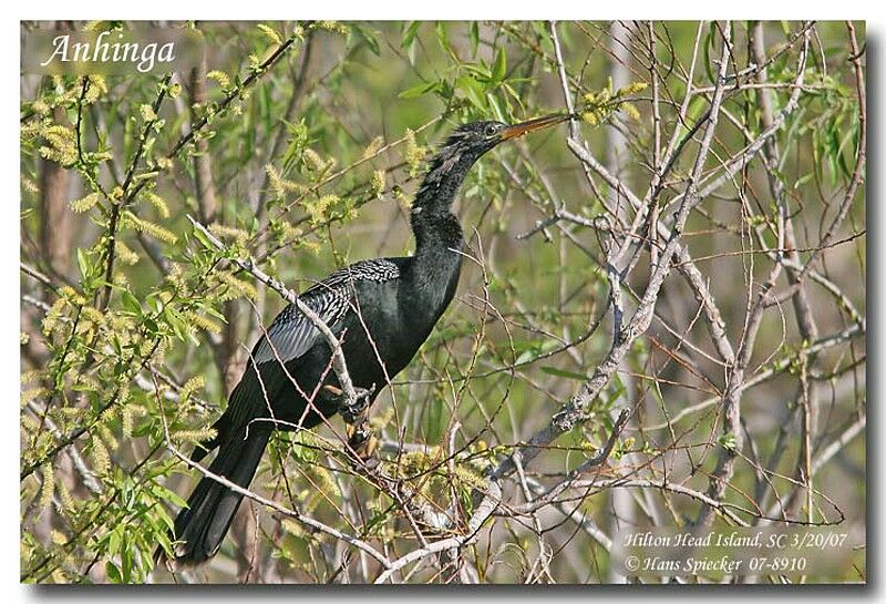 Anhinga d'Amériqueadulte