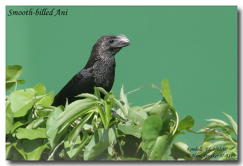 Smooth-billed Aniadult