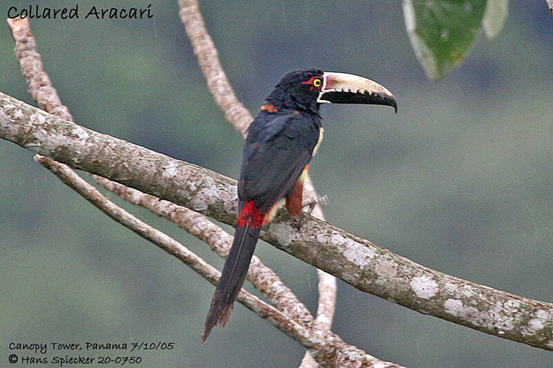 Collared Aracari