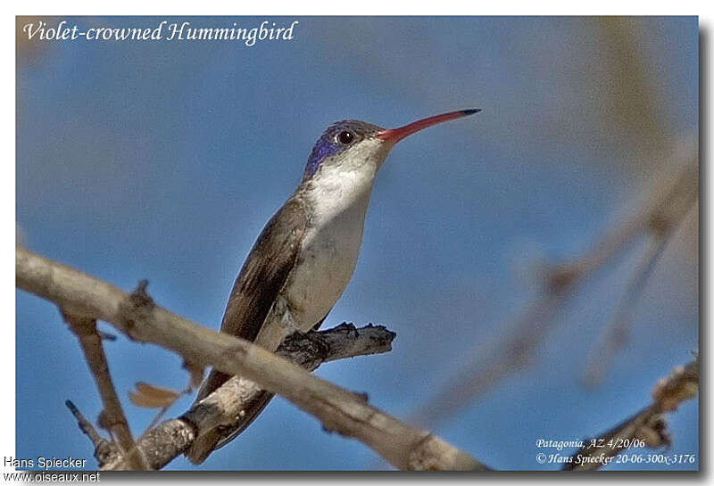 Violet-crowned Hummingbirdadult, Behaviour