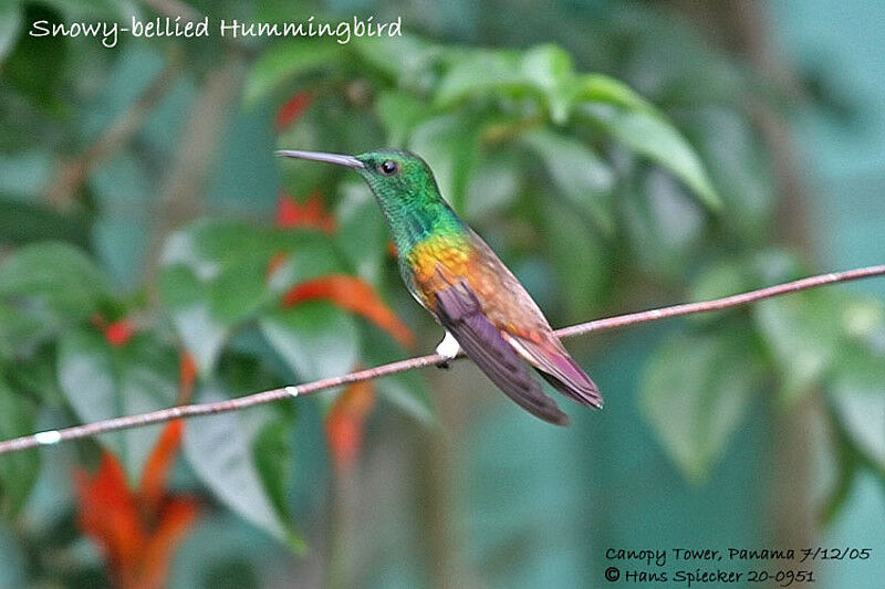 Snowy-bellied Hummingbird