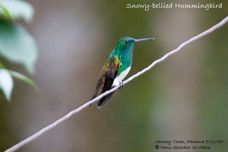 Snowy-bellied Hummingbird