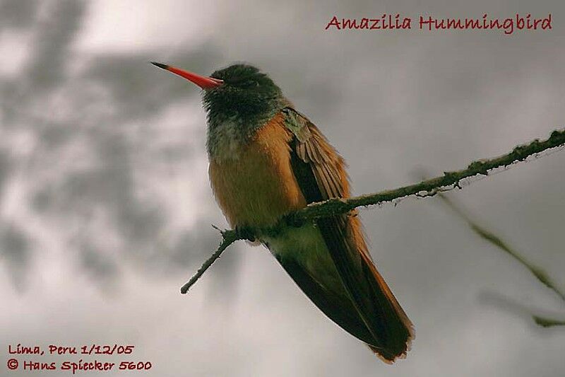 Amazilia Hummingbird