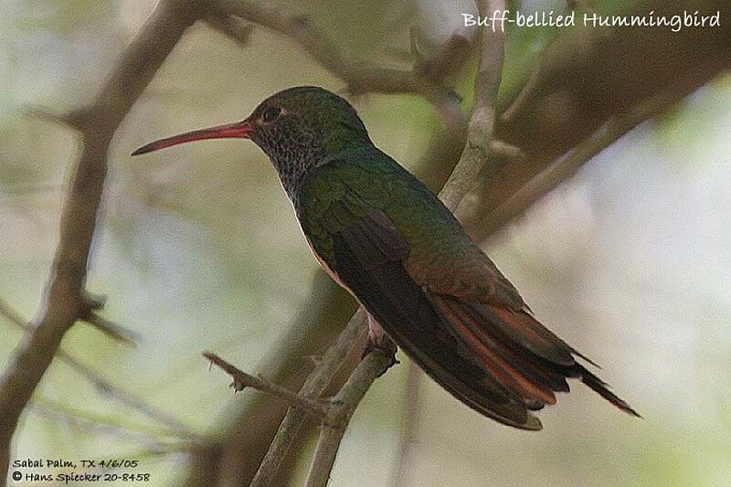 Buff-bellied Hummingbird