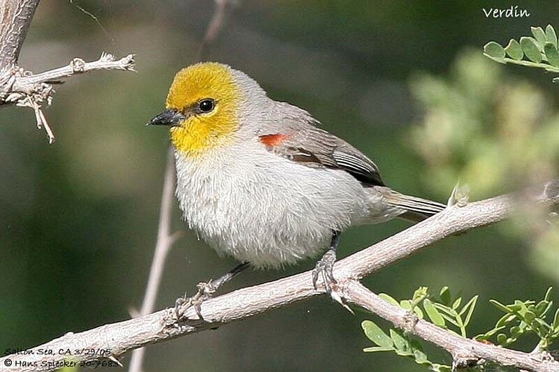 Auripare verdin