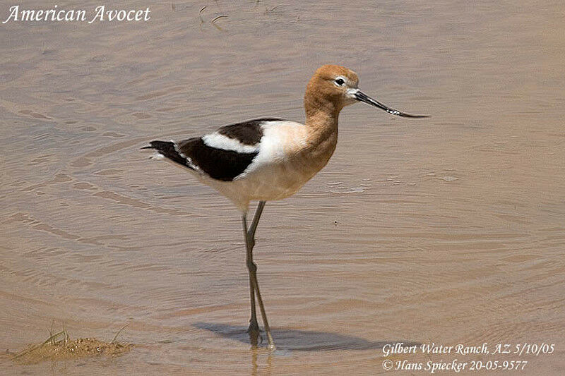 American Avocet