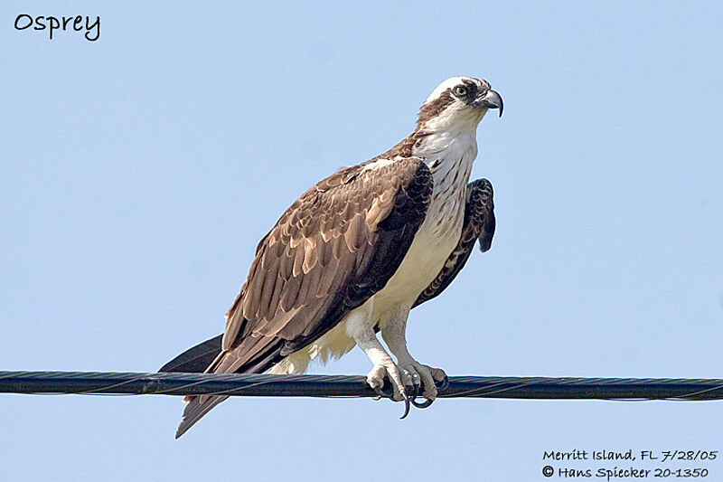 Osprey