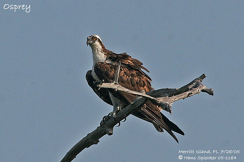 Osprey