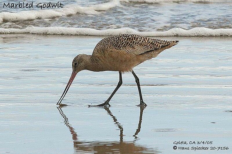 Marbled Godwit