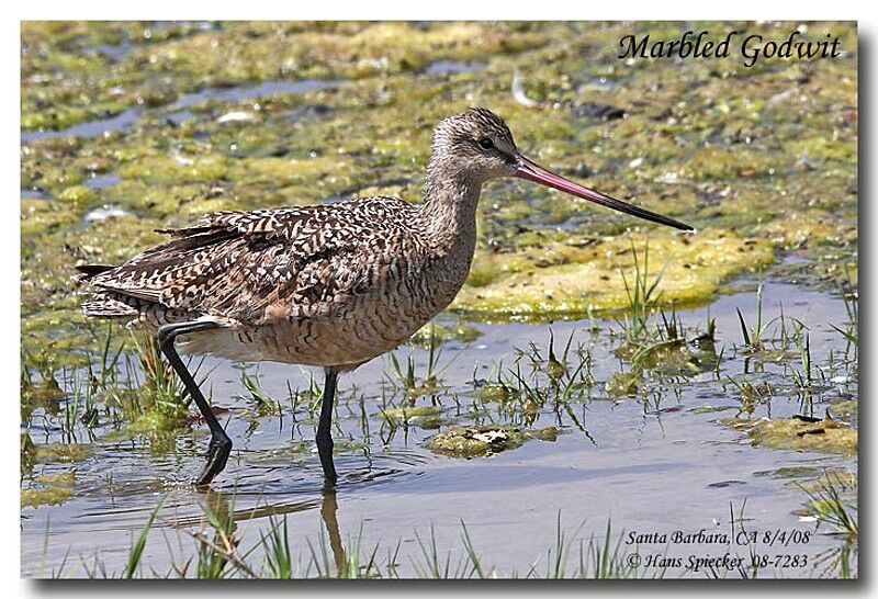 Marbled Godwit