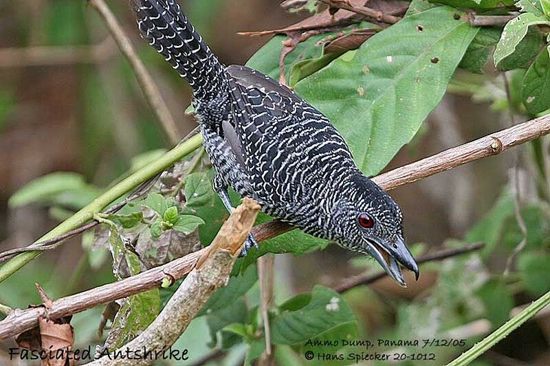 Fasciated Antshrike