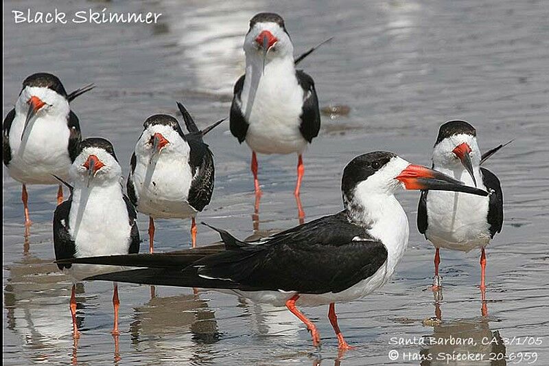 Black Skimmer