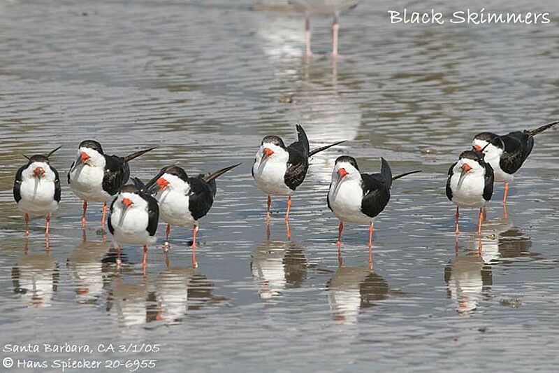 Black Skimmer