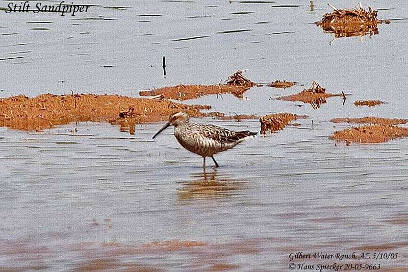 Stilt Sandpiper