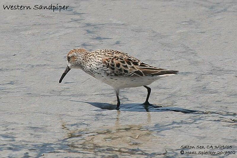 Western Sandpiper