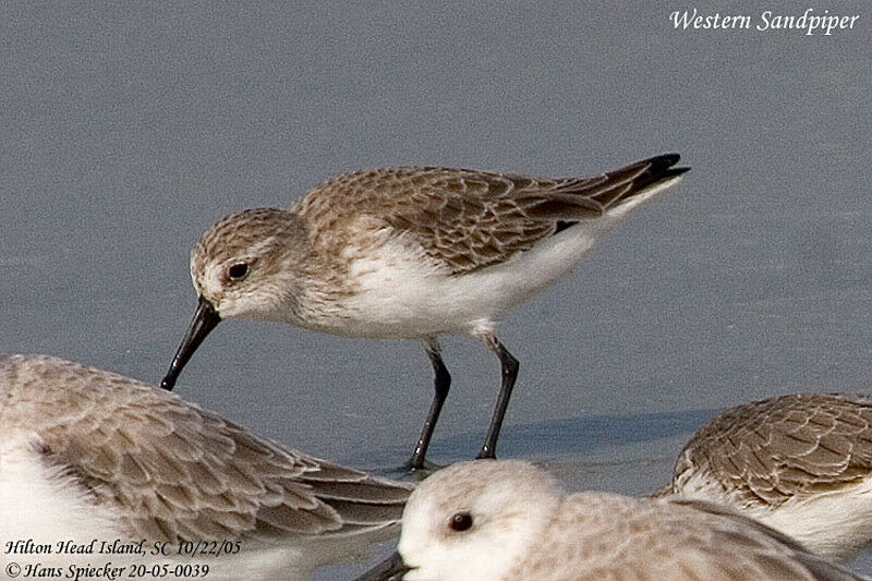 Western Sandpiper