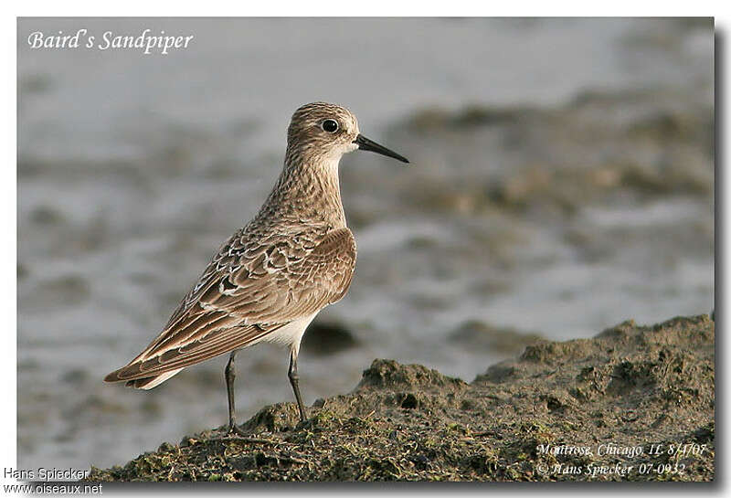 Baird's Sandpiperadult post breeding, identification