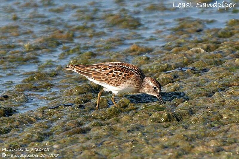 Least Sandpiper