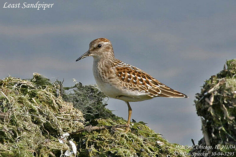 Least Sandpiper