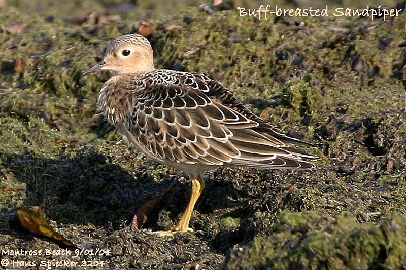 Buff-breasted Sandpiper