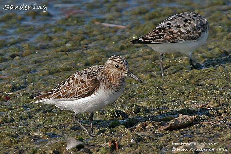 Sanderling