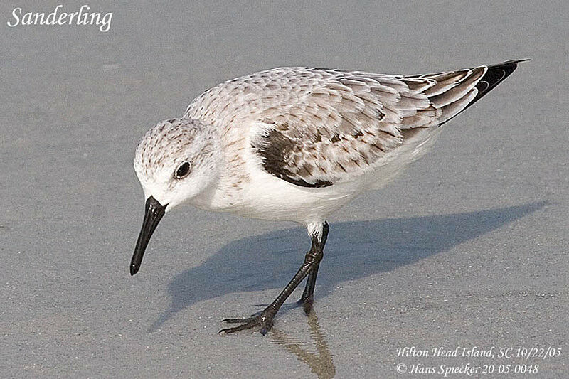 Bécasseau sanderling