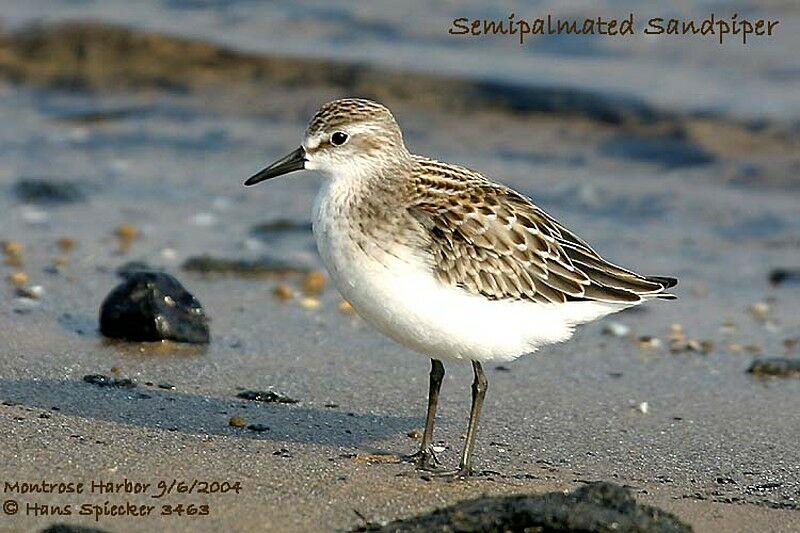 Semipalmated Sandpiper