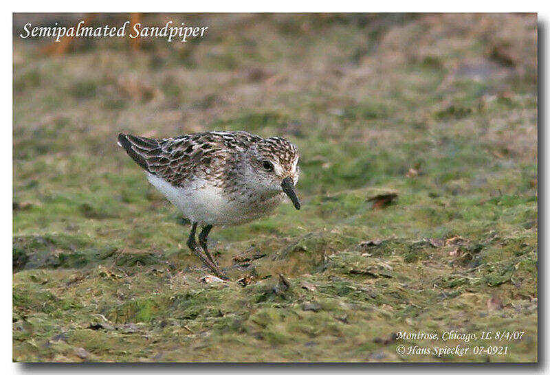 Semipalmated Sandpiper