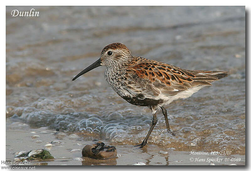 Dunlinadult breeding, identification