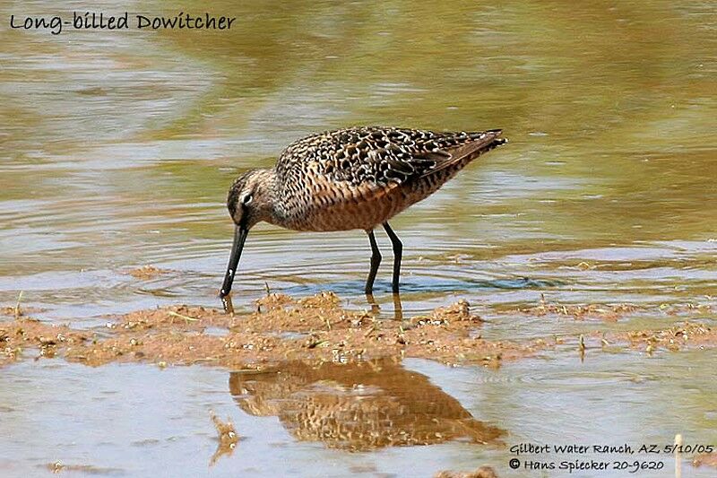 Long-billed Dowitcher