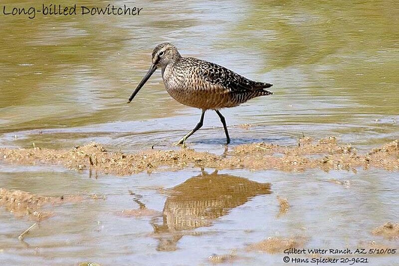 Long-billed Dowitcher