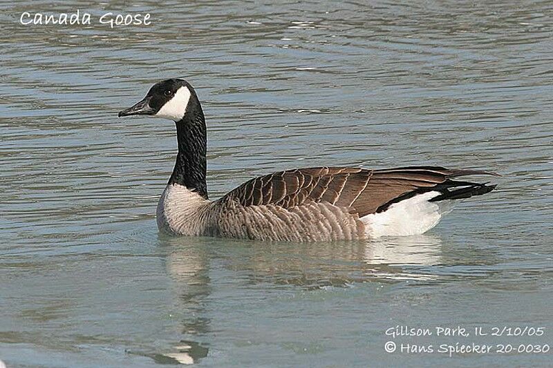 Canada Goose