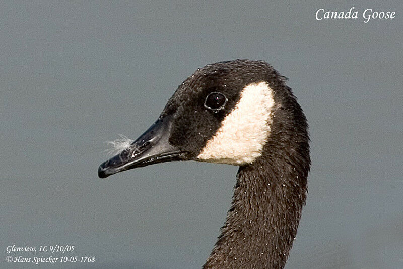 Canada Goose