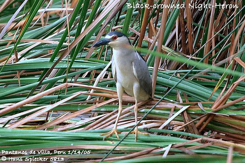 Black-crowned Night Heron