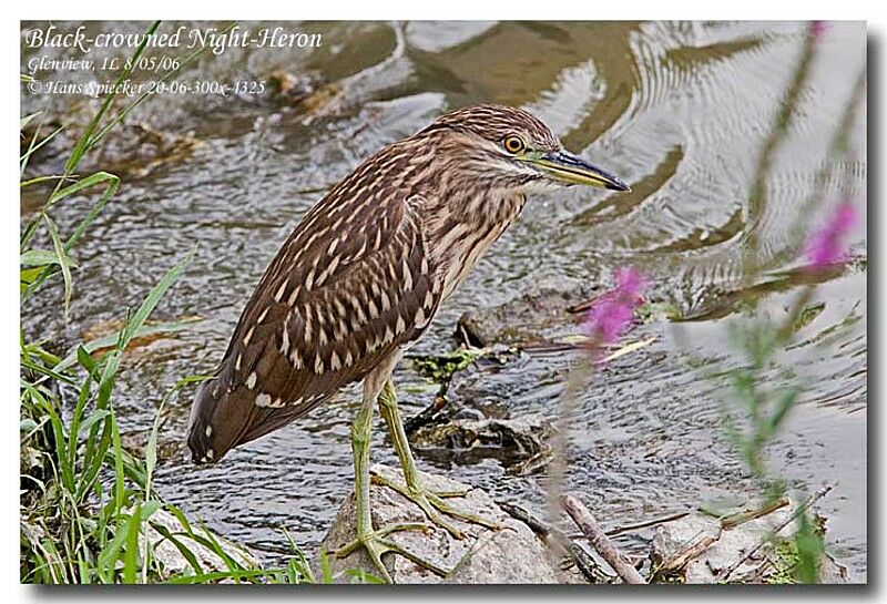 Black-crowned Night Heronimmature