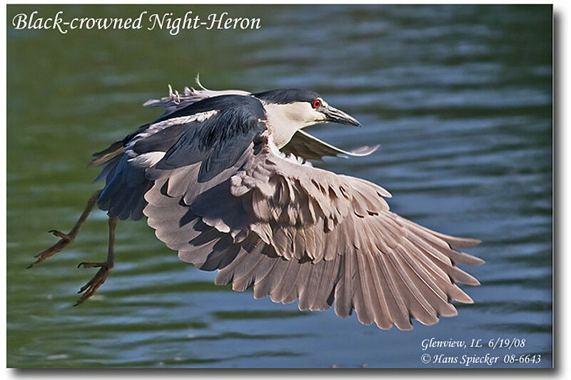 Black-crowned Night Heronadult