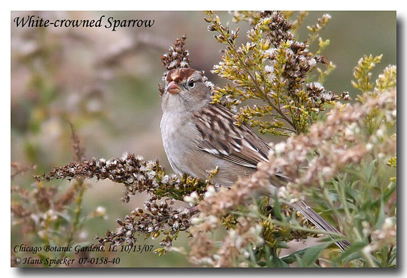 White-crowned Sparrowimmature