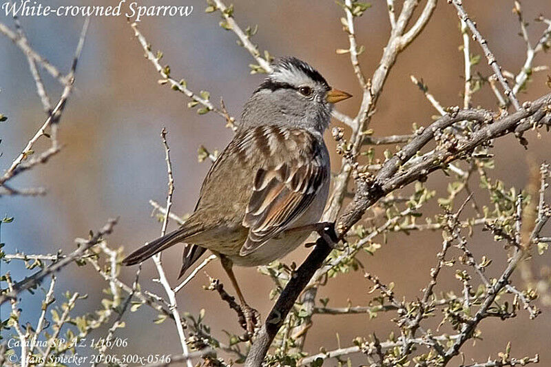 White-crowned Sparrow