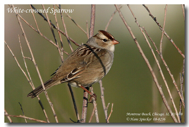 Bruant à couronne blanchejuvénile