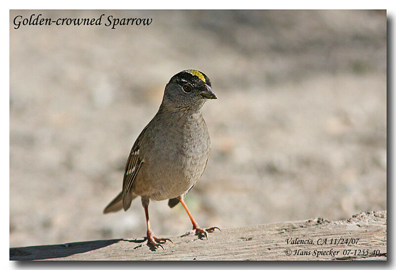 Golden-crowned Sparrowadult