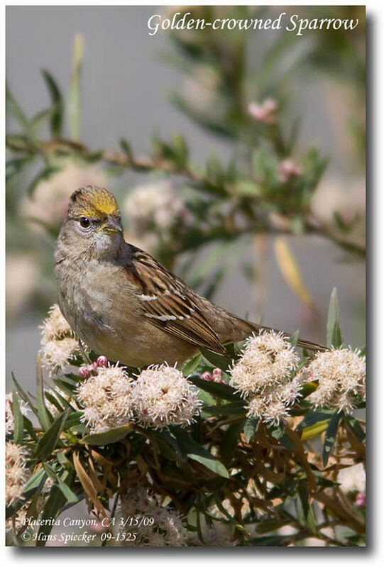 Bruant à couronne doréeimmature