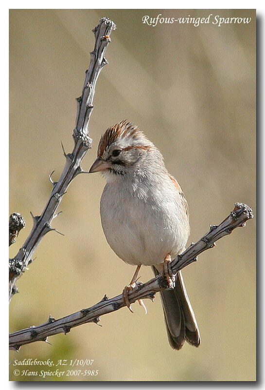 Rufous-winged Sparrowadult