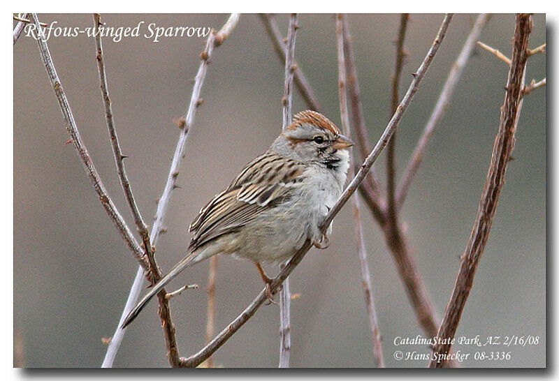 Rufous-winged Sparrowadult