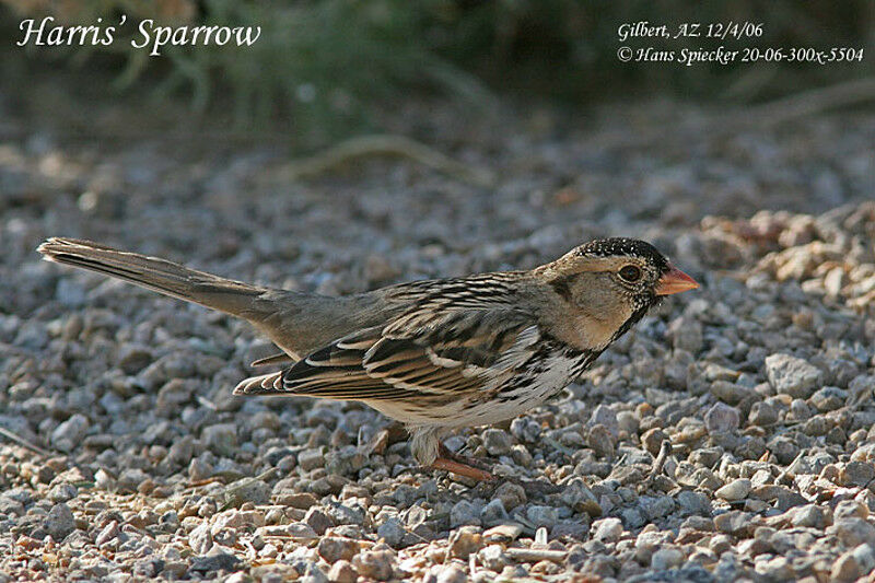 Bruant à face noireadulte