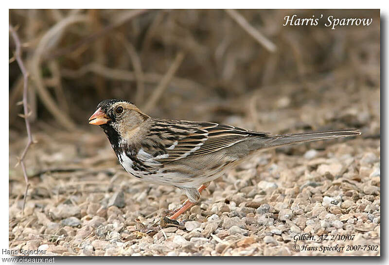 Harris's Sparrowadult