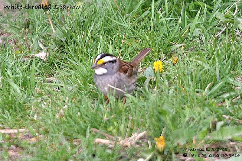 White-throated Sparrow