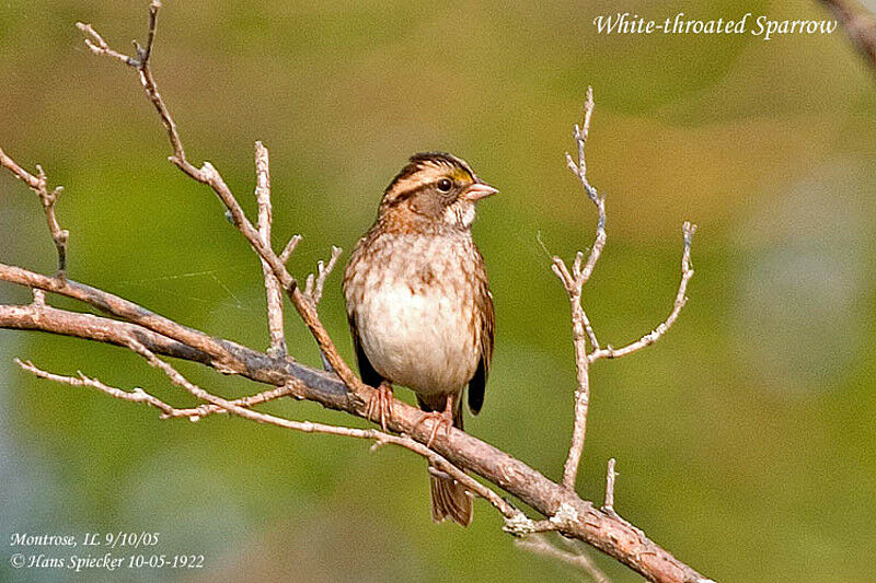 White-throated Sparrow