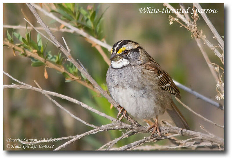 White-throated Sparrowadult