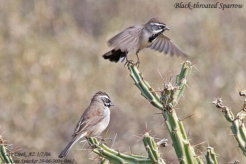 Black-throated Sparrow