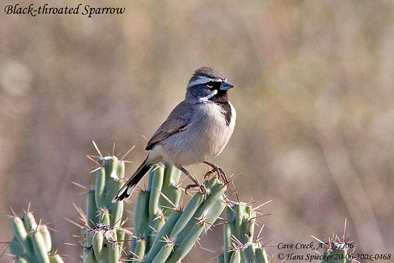 Black-throated Sparrow